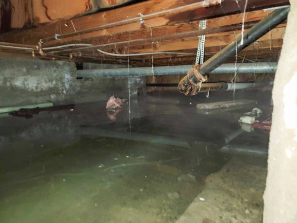 Best Basement water damage restoration  in Arbury Hls, IL