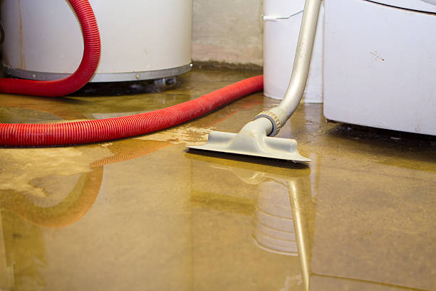 Best Water damage contractors near me  in Arbury Hls, IL